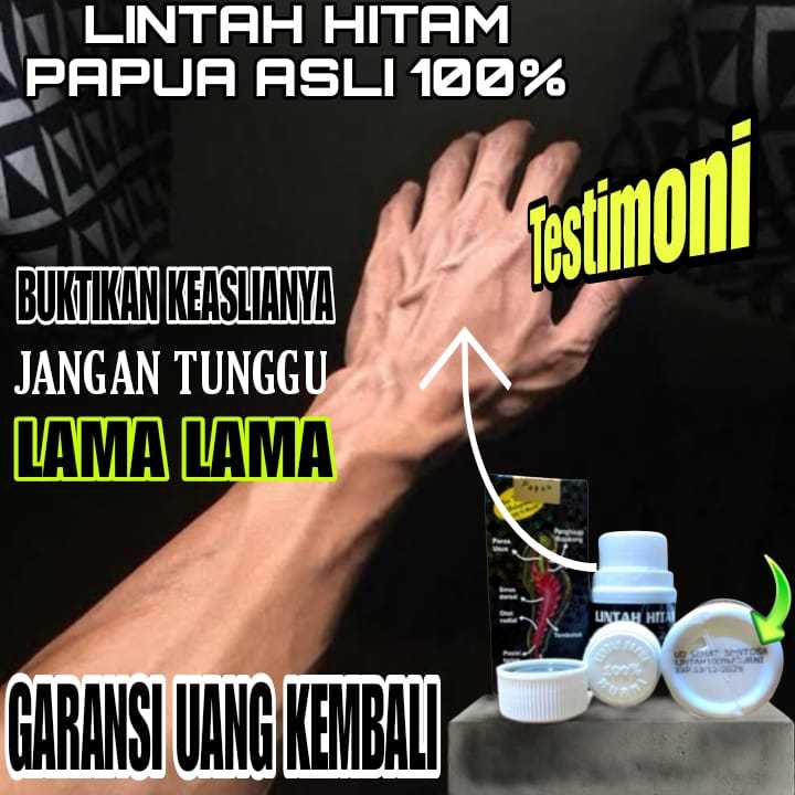 Minyak herbal minyak pijat tradisional lintah hitam papua original minyak kesehatan