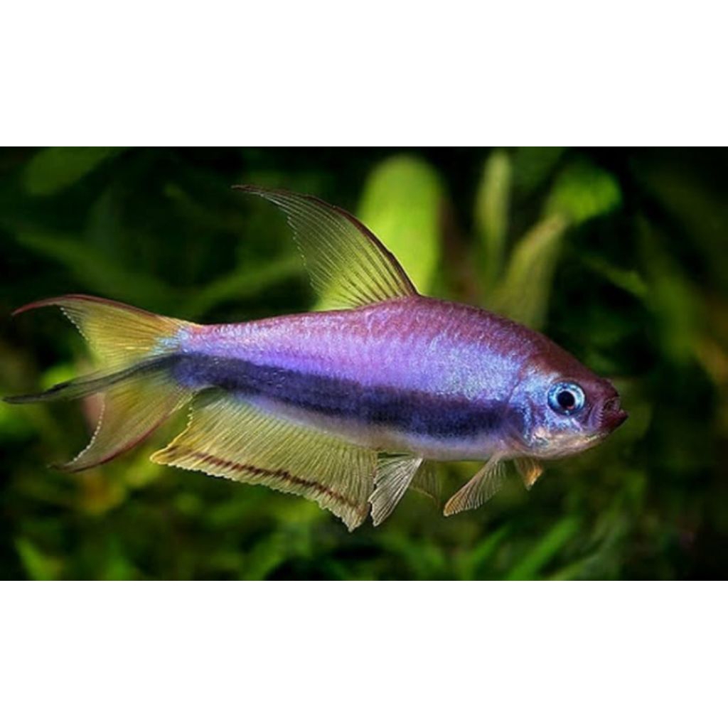 BLUE EMPEROR KERRI TETRA INDUKAN 3PASANG