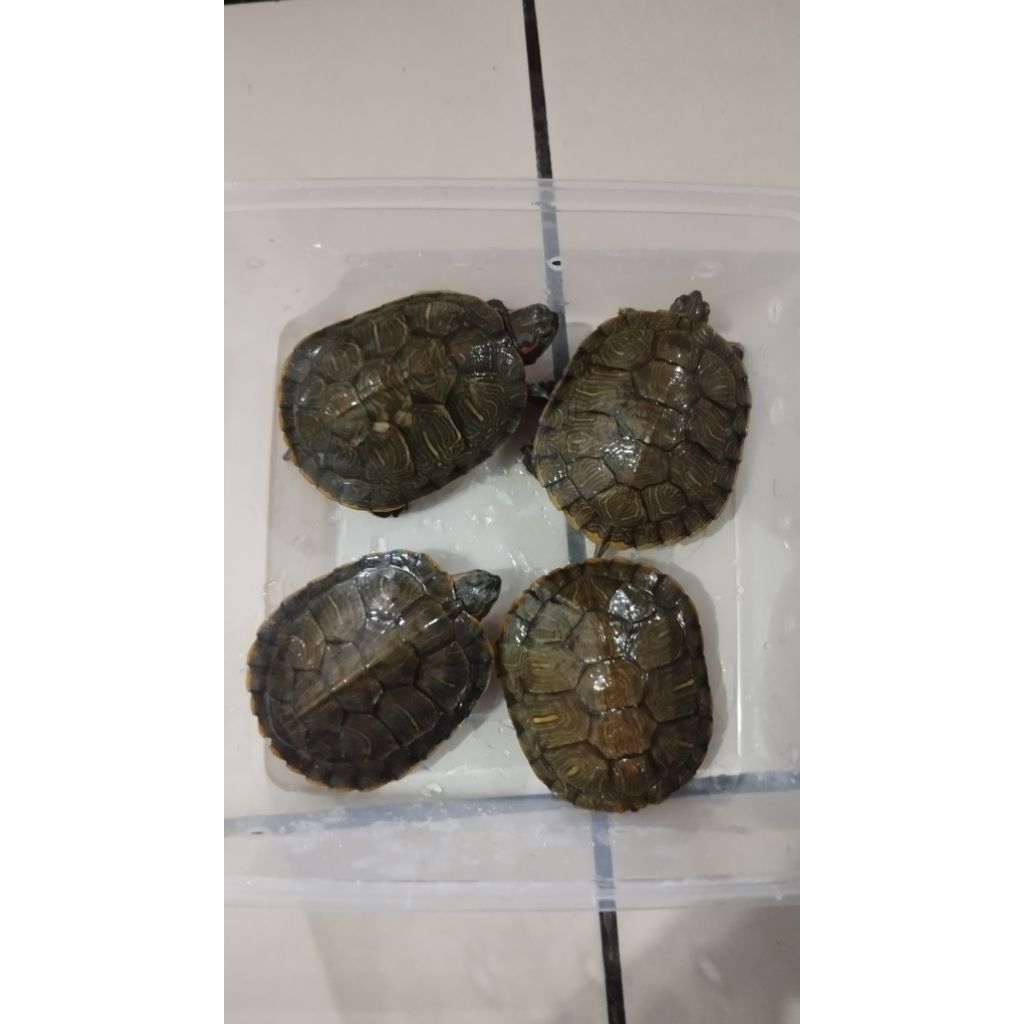 Kura Brazil Medium