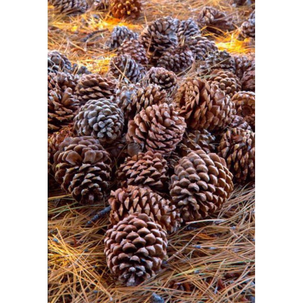 Bunga Pinus Kering Ukuran Besar 7-9cm - Properti Foto, Dekorasi Rustik, Hiasan Mahal