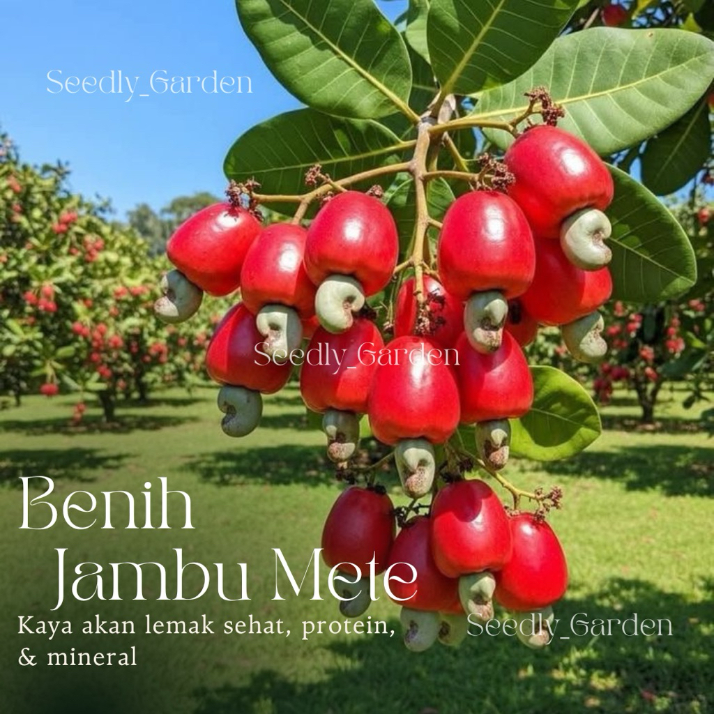 Seedly plant - 8 Butir Benih Tanaman Jambu Mete | Jambu Monyet