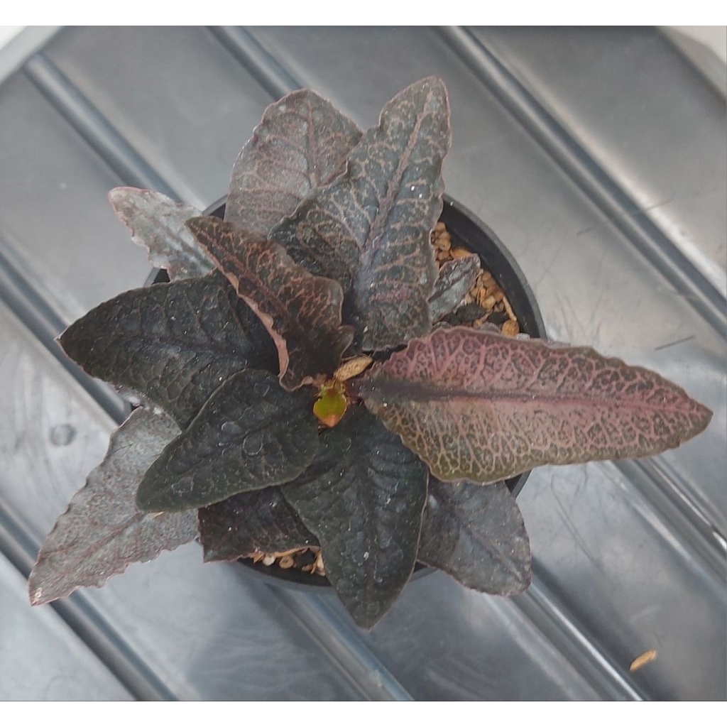 Euphorbia Francoisii hybrid