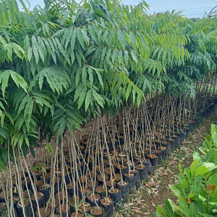 1.5m - Bibit tanaman Lerak - Mudah Hidup