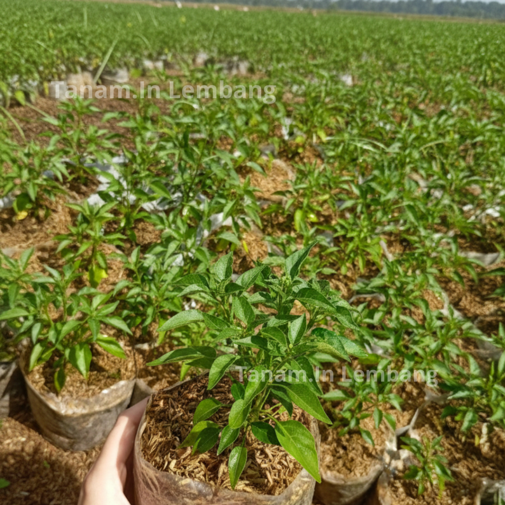 Bibit Cabai Rawit Hijau Berbuah Pedas Tanamin Lembang Siap Tanam Sehat Segar Mudah Dirawat Cocok unt