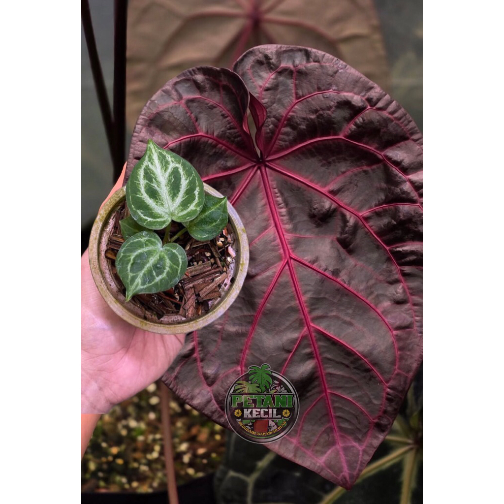 Anthurium Chamberline Red Baby - Kuping Gajah Chamberline Red Anakan