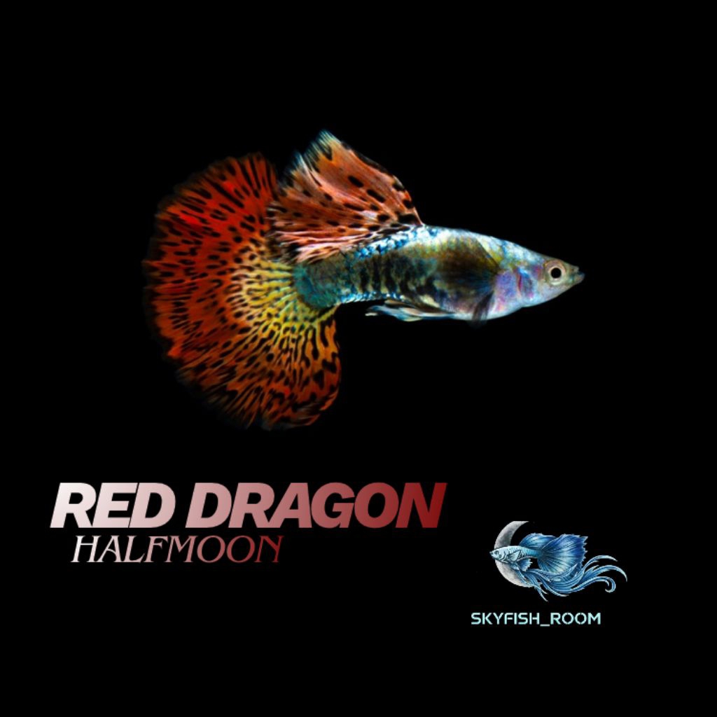 Aksesoris aquarium (guppy red dragon hm) 1 pasang