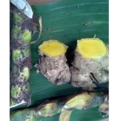 dringo bengle/bangle, pakat umbi dringo bengle untuk kebutuhan rumah tangga