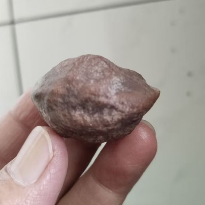 Kemiri Adu Muncang Adu LK Ori Urgen Hulbun