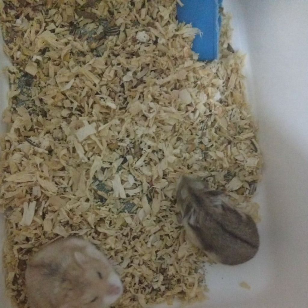 Hamster Campbell indukan hidup