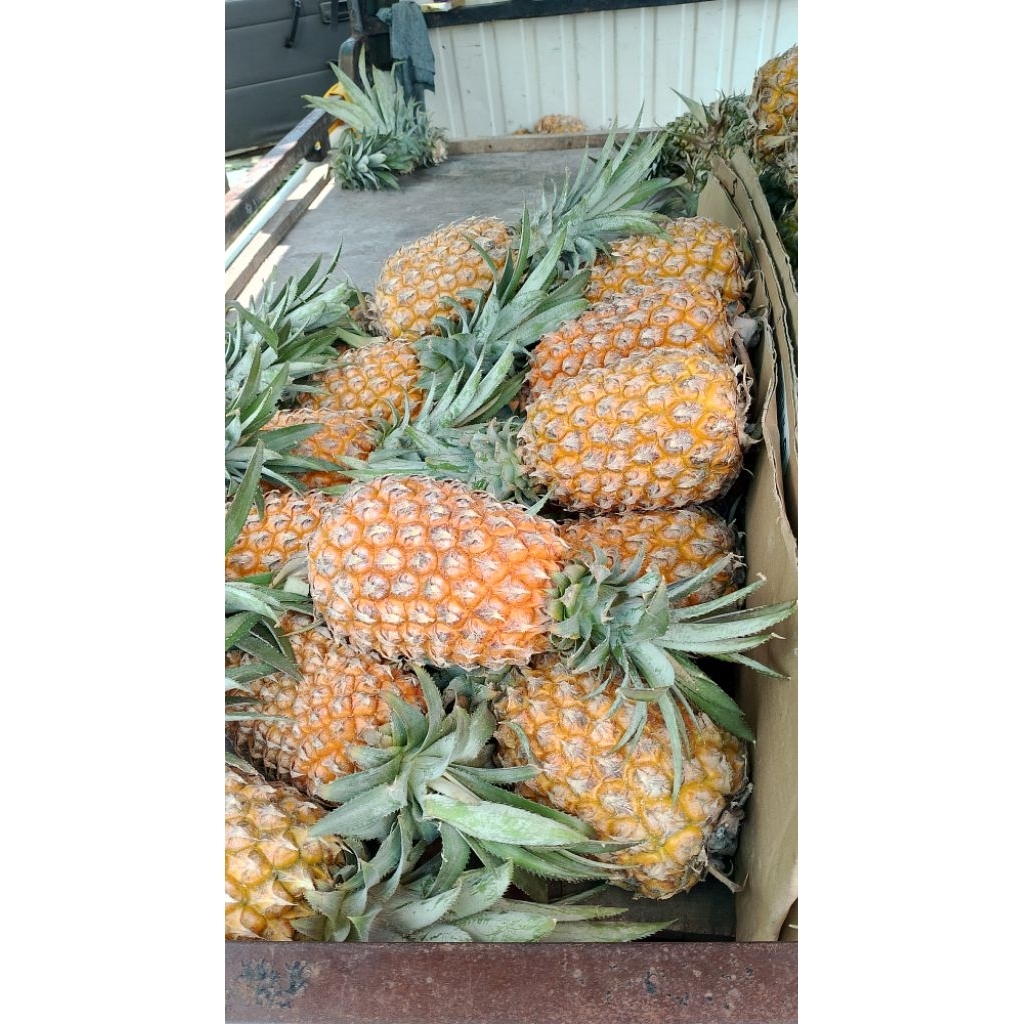 Nanas Madu Banyuwangi per biji