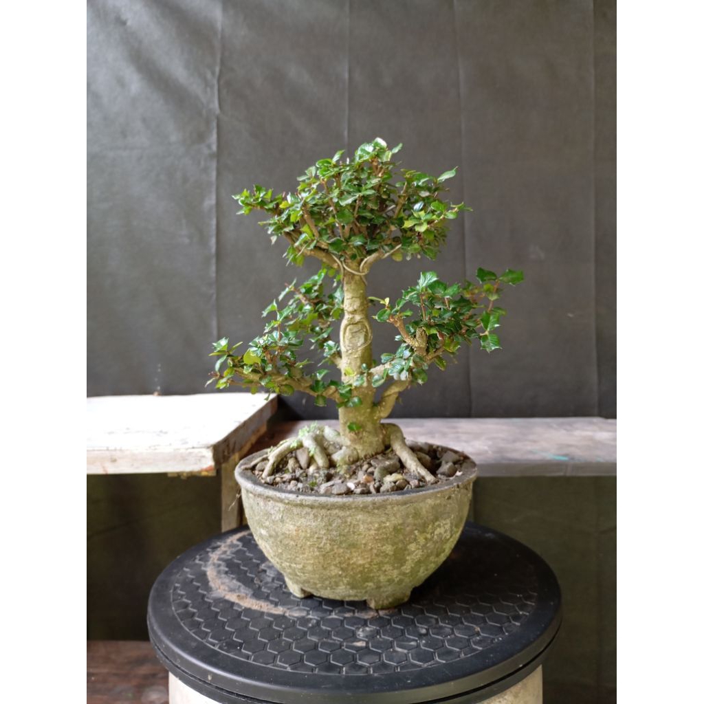 BONSAI SAKURA MIRTEN full set real pict
