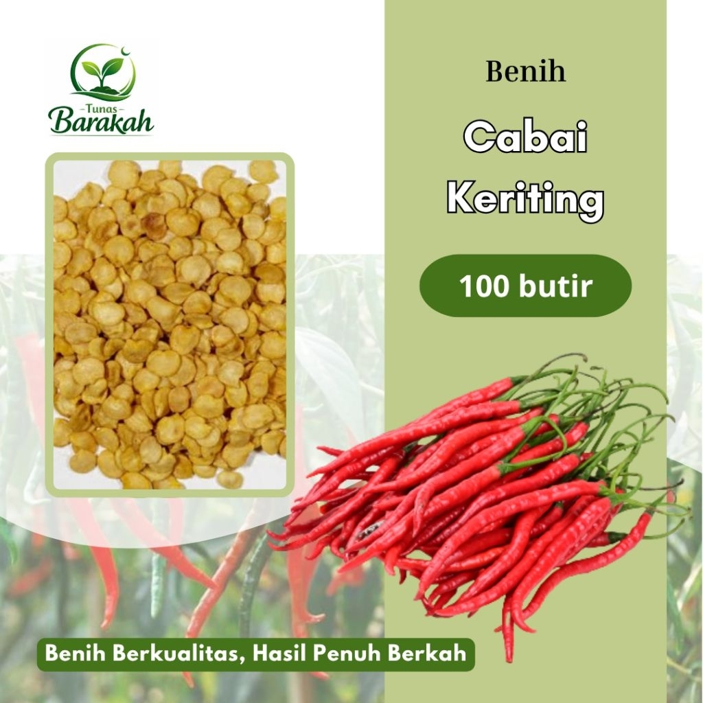 100 butir BENIH CABAI KERITING LOKAL UNGGUL I EXTRA BONUS