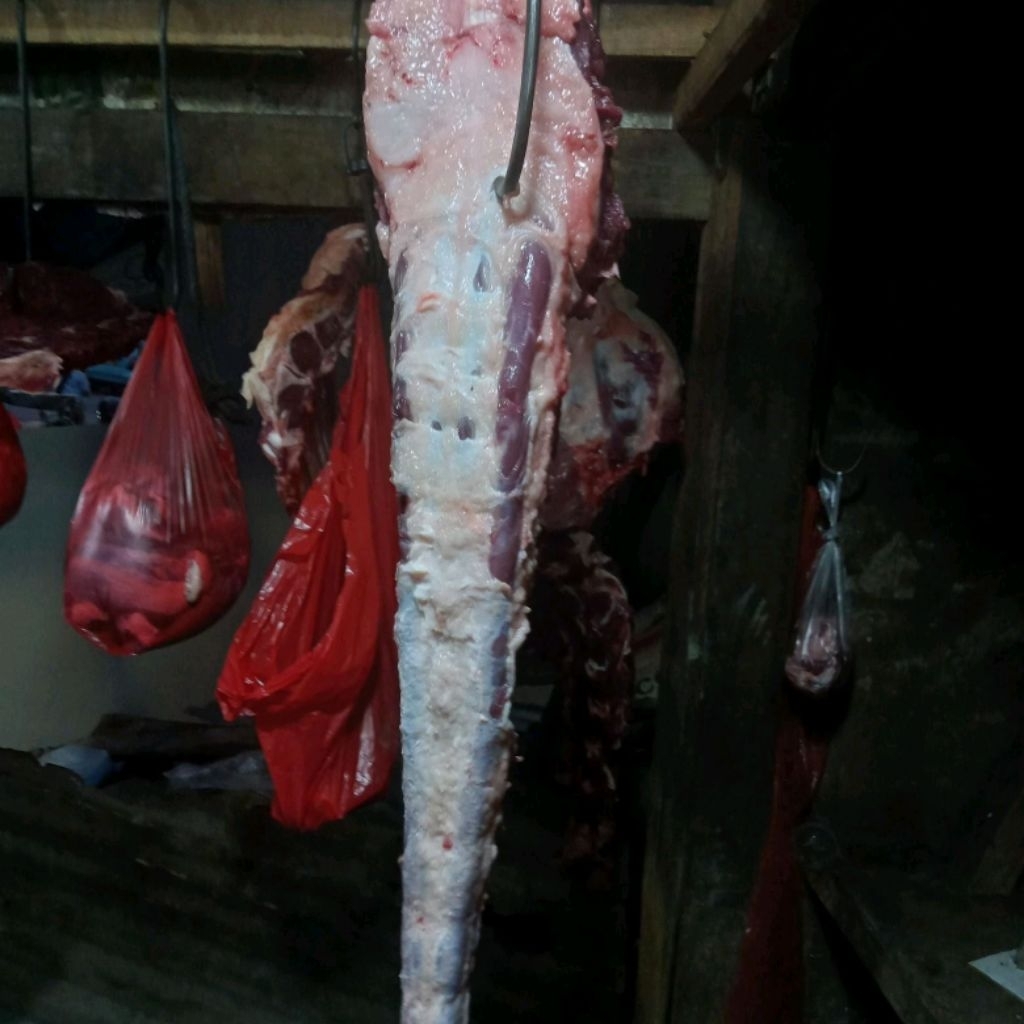 Buntut Sapi Lokal Fresh