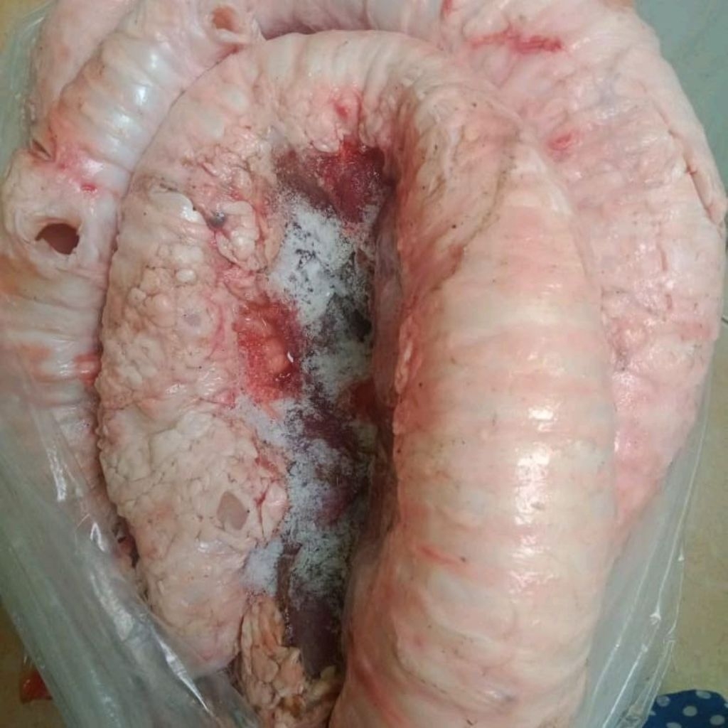 Tenggorokan Sapi Trachea