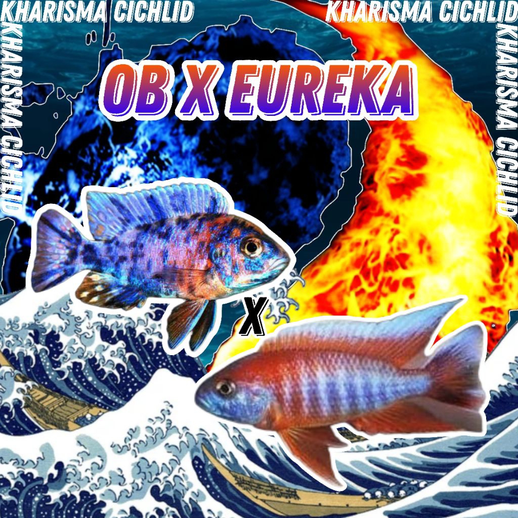 OB Eureka ( Jacobfreibergi Eureka x OB Peacock ) Cichlid Afrika