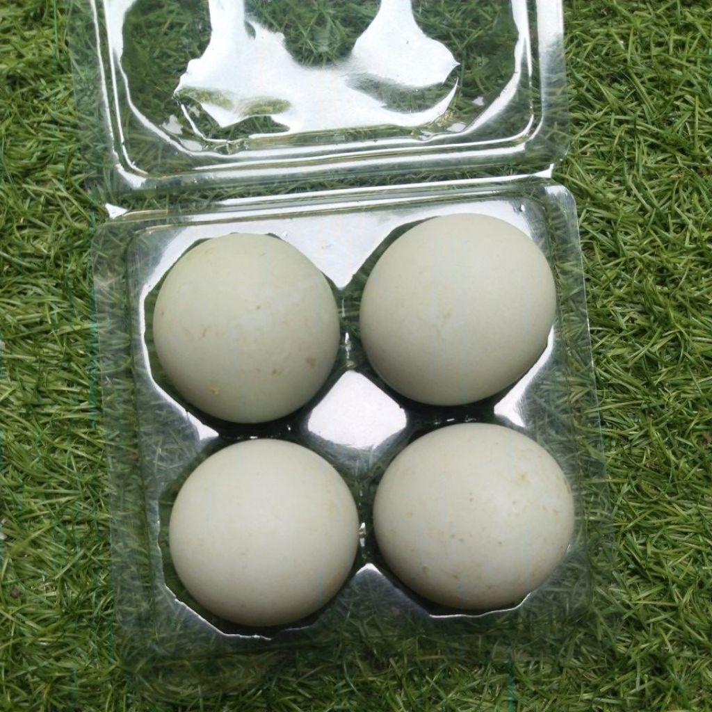 Telur Bebek Mentah Segar dengan Kuning Telur Omega Orange