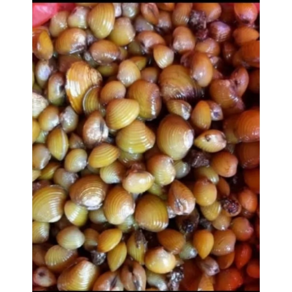 kerang air tawar mini /remis 50 pcs untuk hiasan aquarium