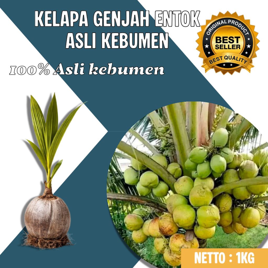 TERLARIS !! Pohon Kelapa Pendek Terdekat, Pohon Kelapa Pendek Unggul, Pohon Kelapa Pendek Unggul Cep