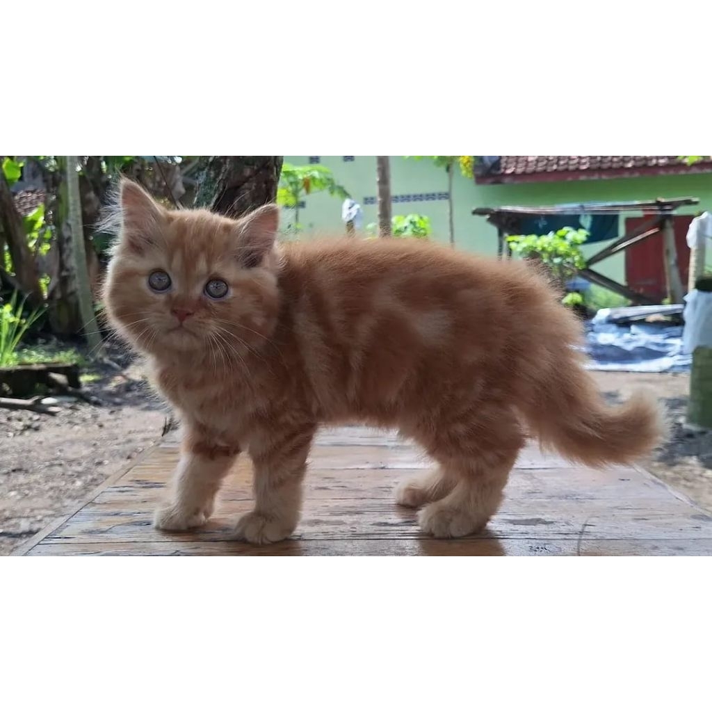 KUCING PERSIA BETINA 2 BULAN REDTABBY LUCU