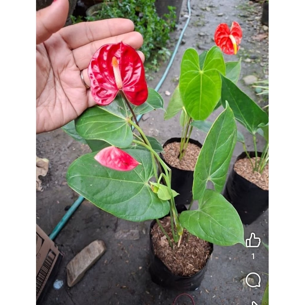 anthurium bunga antarium Mickey mouse anthurium berbunga pohon anthurium berbunga pohon anthurium Mi