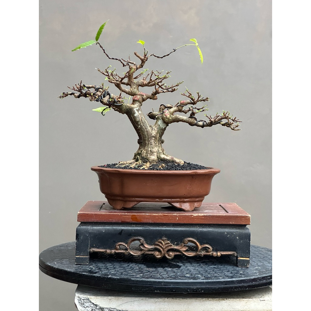 Bonsai anting putri siap kontes