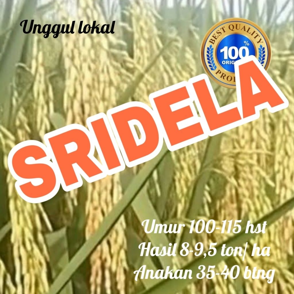 benih padi unggul lokal SRIDELA kemasan 5kg