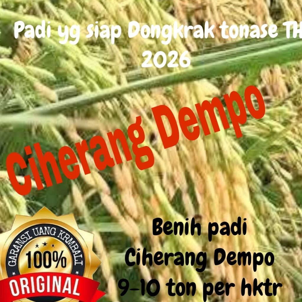 benih padi unggul Ciherang Dempo sid kemasan 5kg