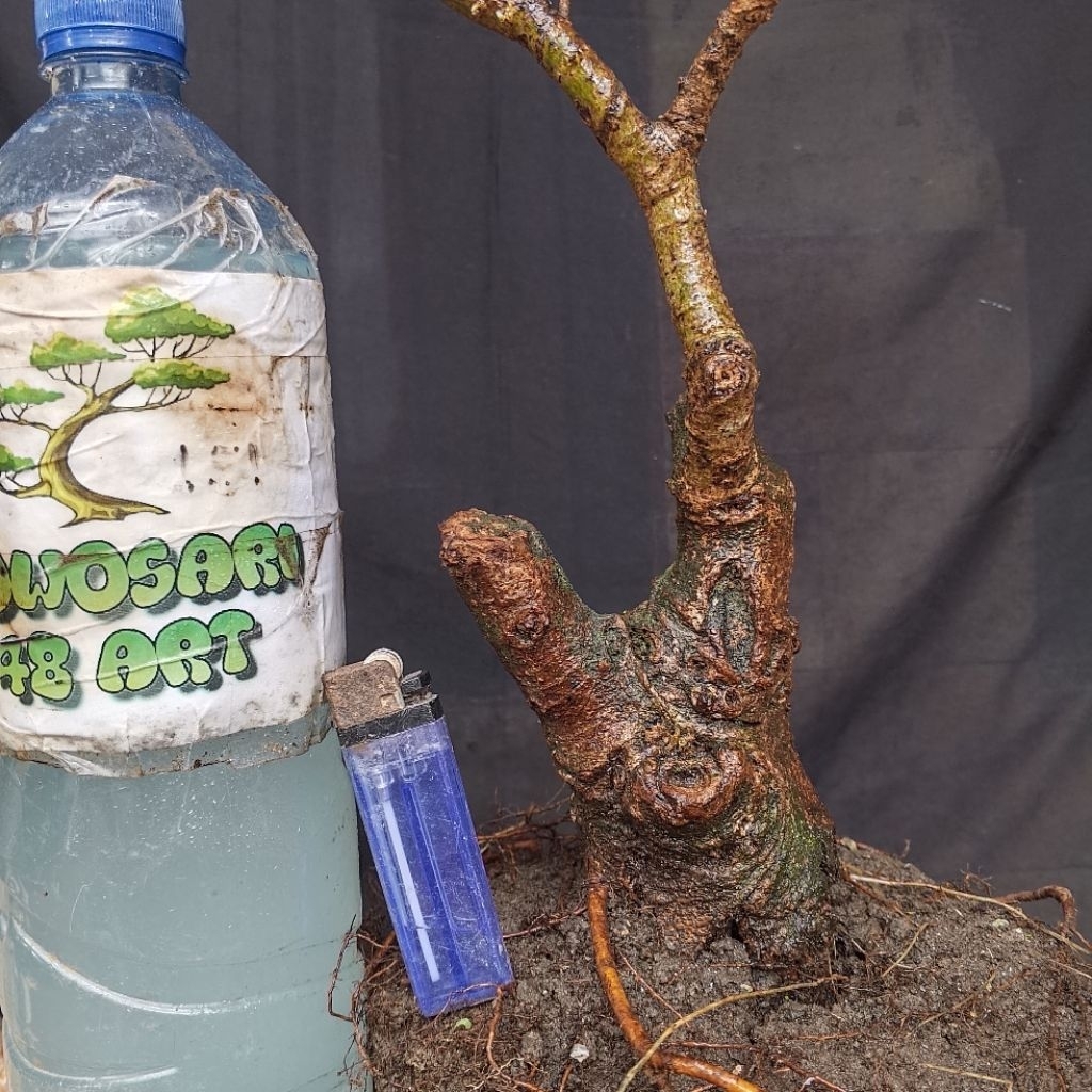 Bahan Bonsai Loa Dongkelan Bogel Formal Small Size Real Pict