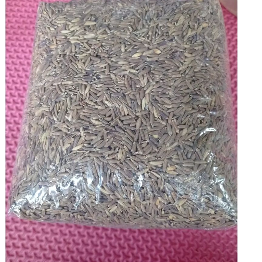 Benih padi gadog beras hitam umur 100 hari, per 1kg