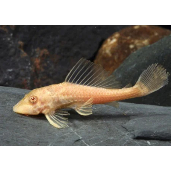 Sapu Sapu Albino Pleco ( alga eater  , 5cm )