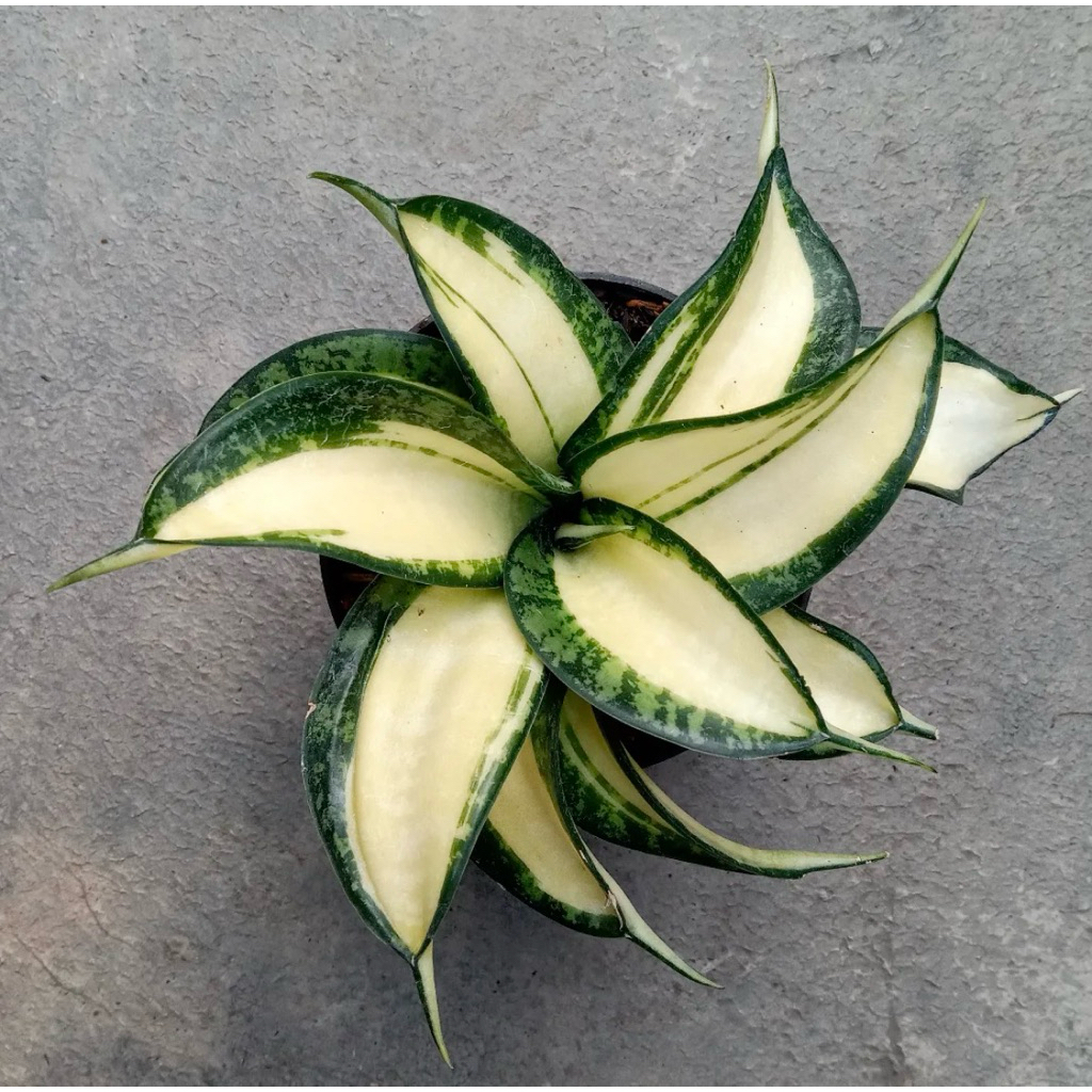 Tanaman Hias Sansevieria Golden Wendys