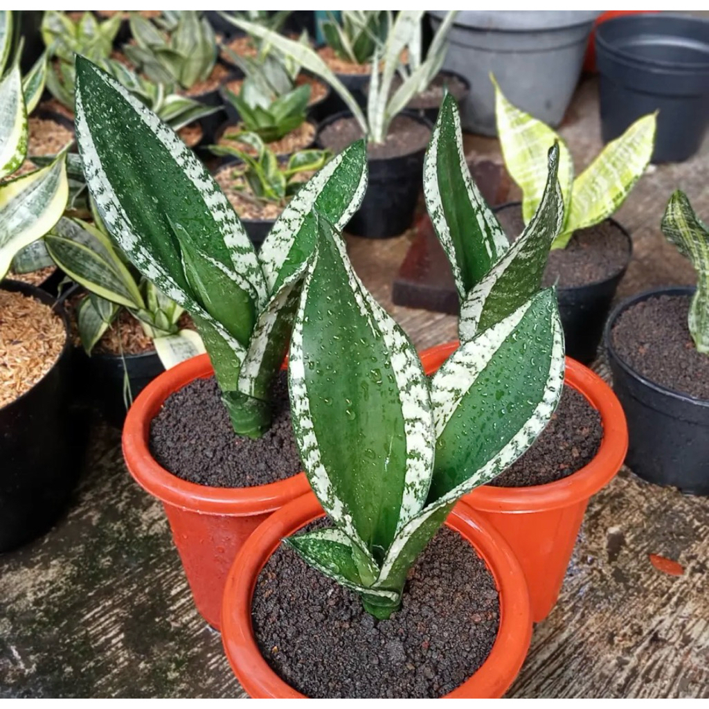 Tanaman Hias Sansevieria Whitney