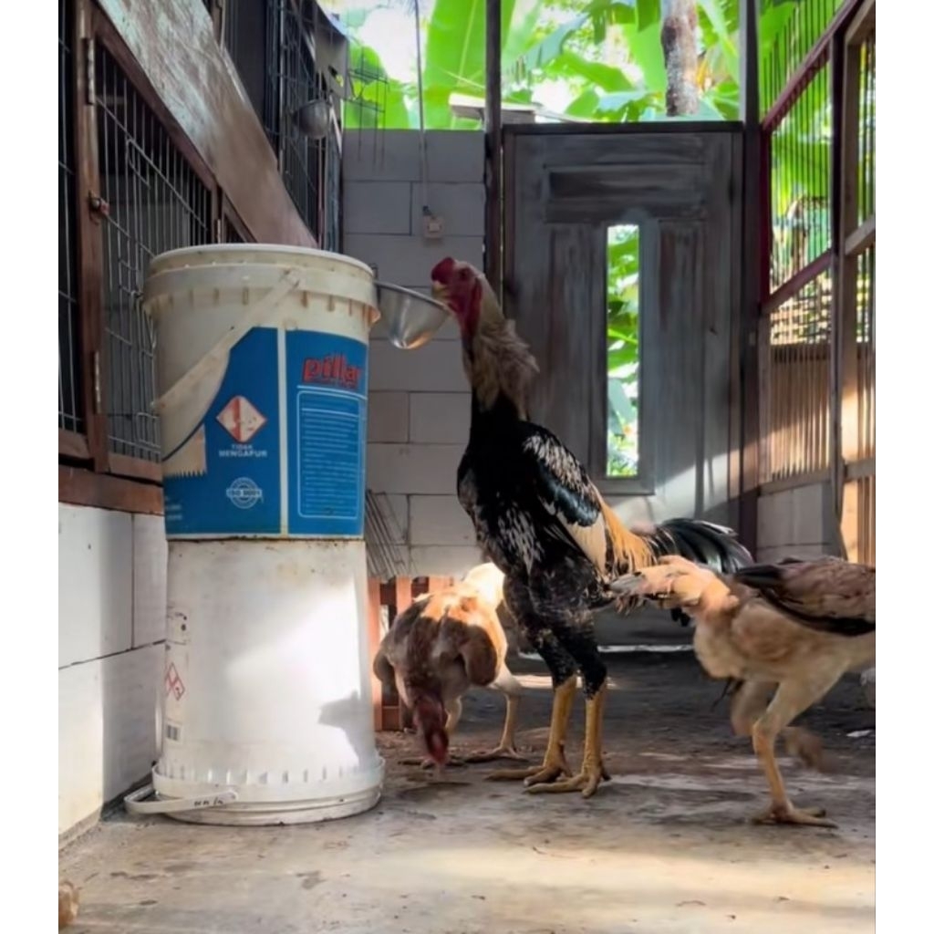 TELUR TETAS AYAM INDIO GIGANTE UNTUK DI TETASKAN
