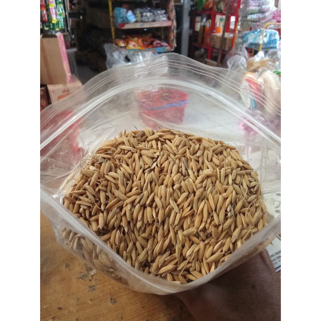 gabah padi kering pakan burung ayam 1kg bersih