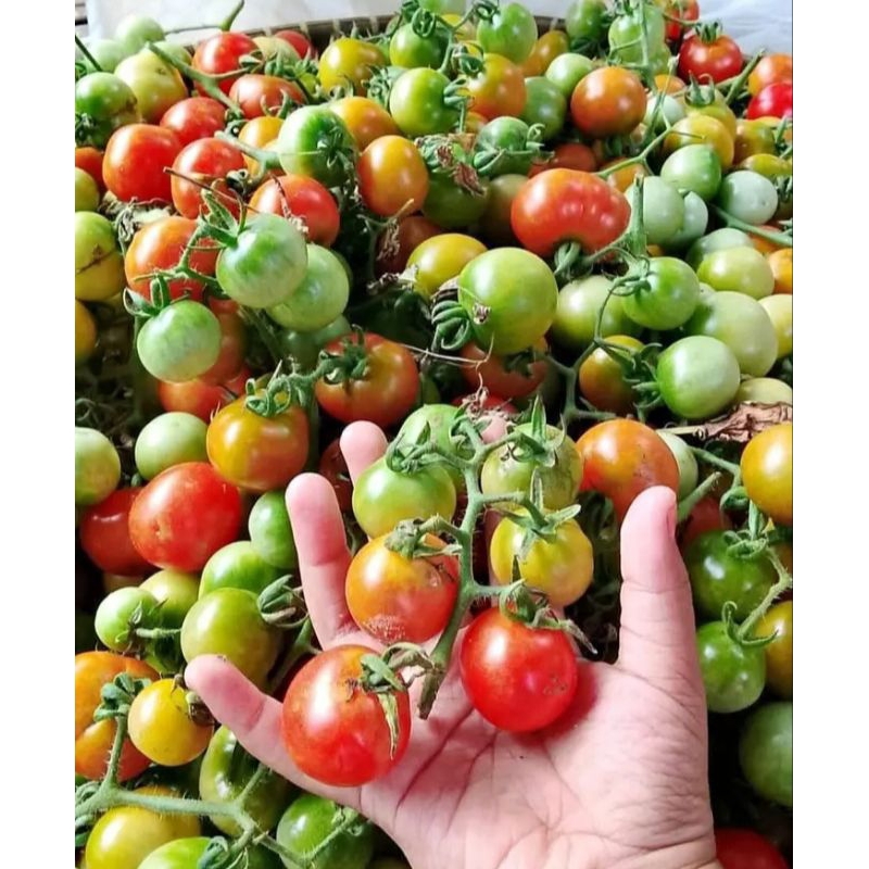 Tomat Rampai Segar Khas Pandeglang 500 Gram