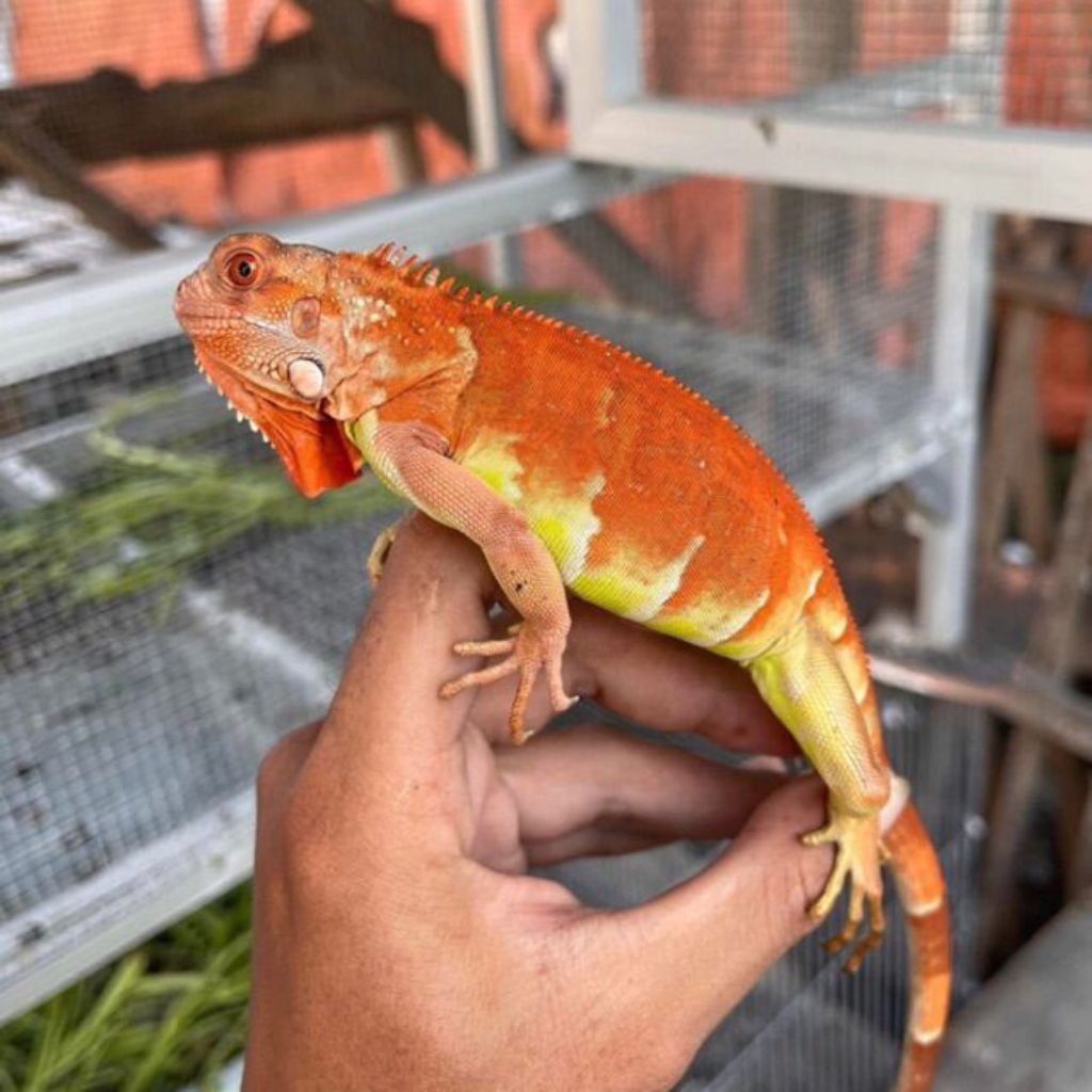 Mainan Baby Iguana / Baby Super Red / Baby iguana super red