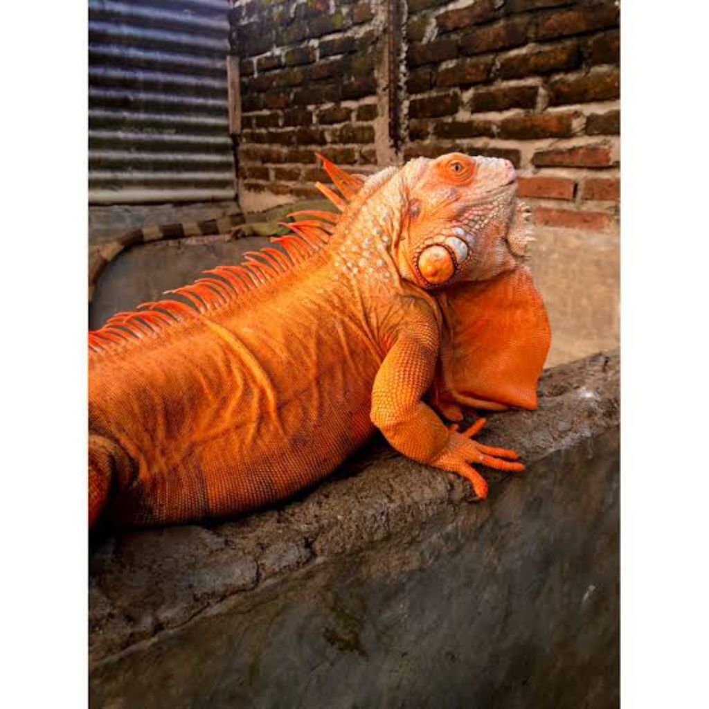 Mainan Iguana Super Red / Baby Iguana Super Red / Iguana Super Red
