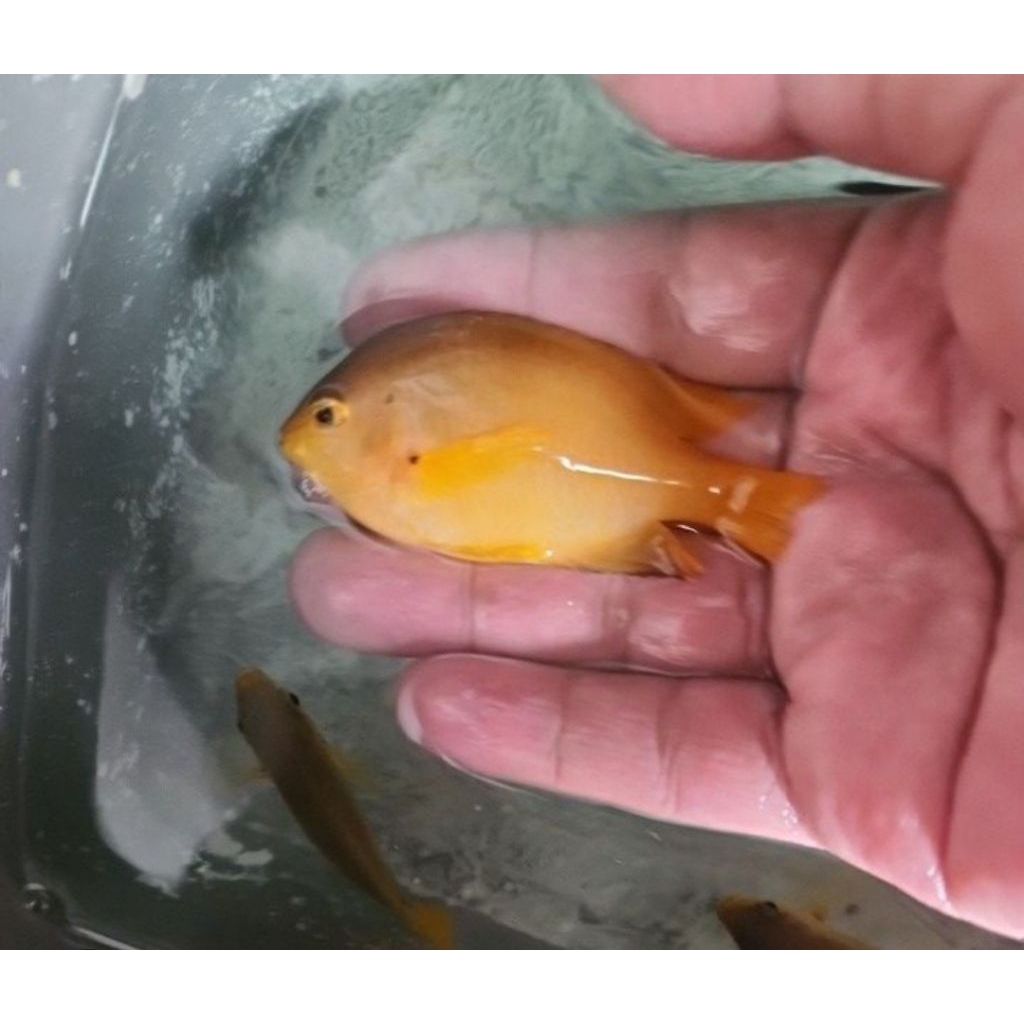 ikan hias betok kuning