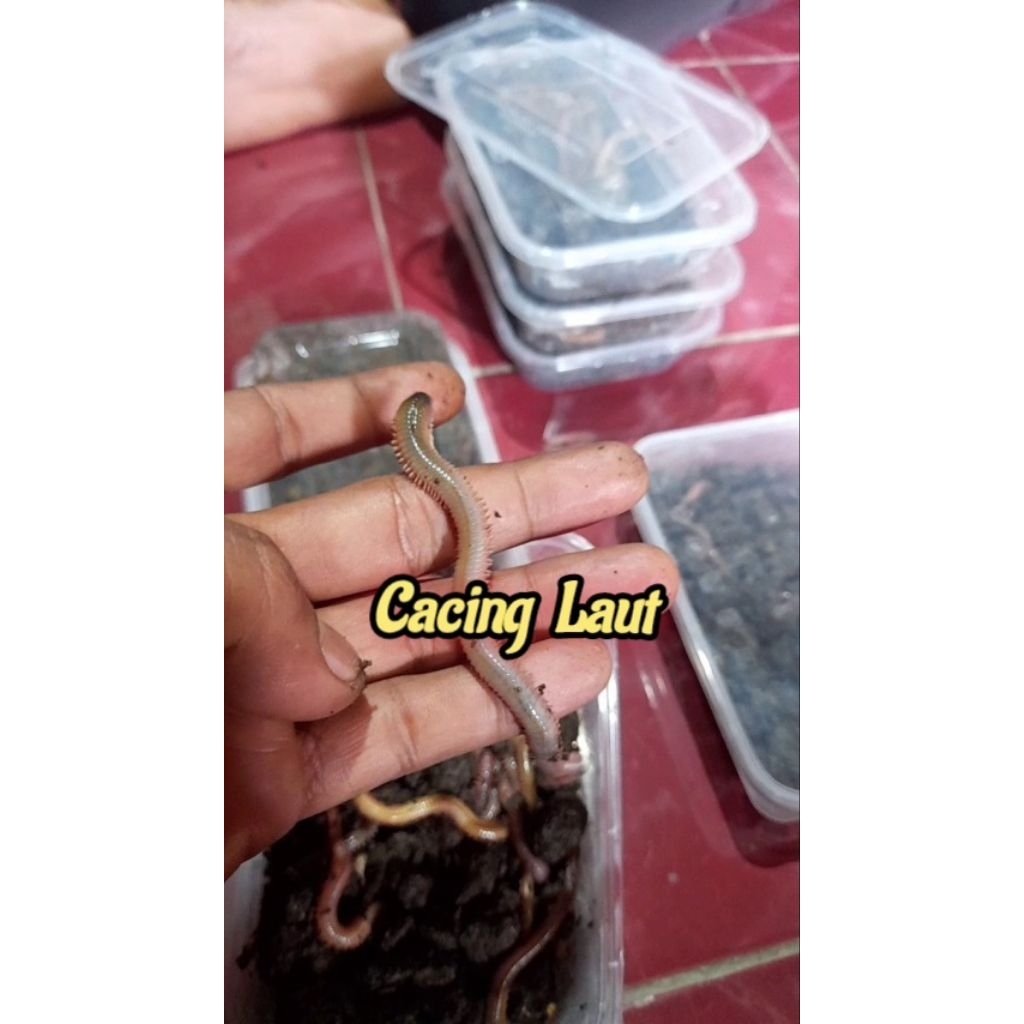 cacing laut: Media umpan Ikan
