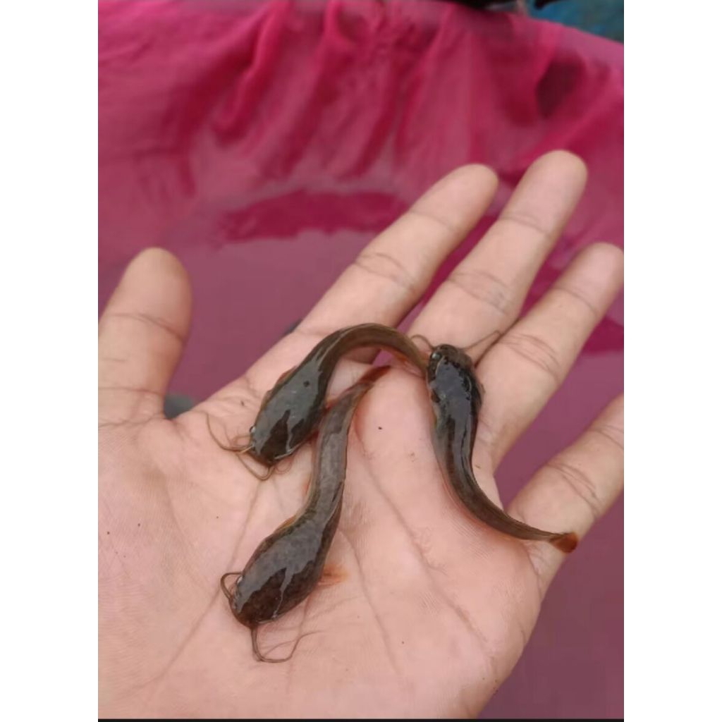 bibit lele 100 ekor super