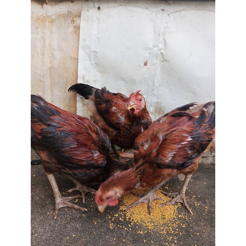 Anakan/Ciak Ayam Pelung Trah Jumbo