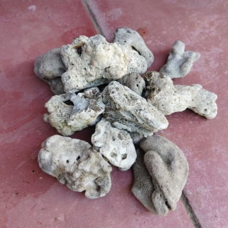 batu karang laut random untuk hiasan akuarium atou pot bunga per 5 biji