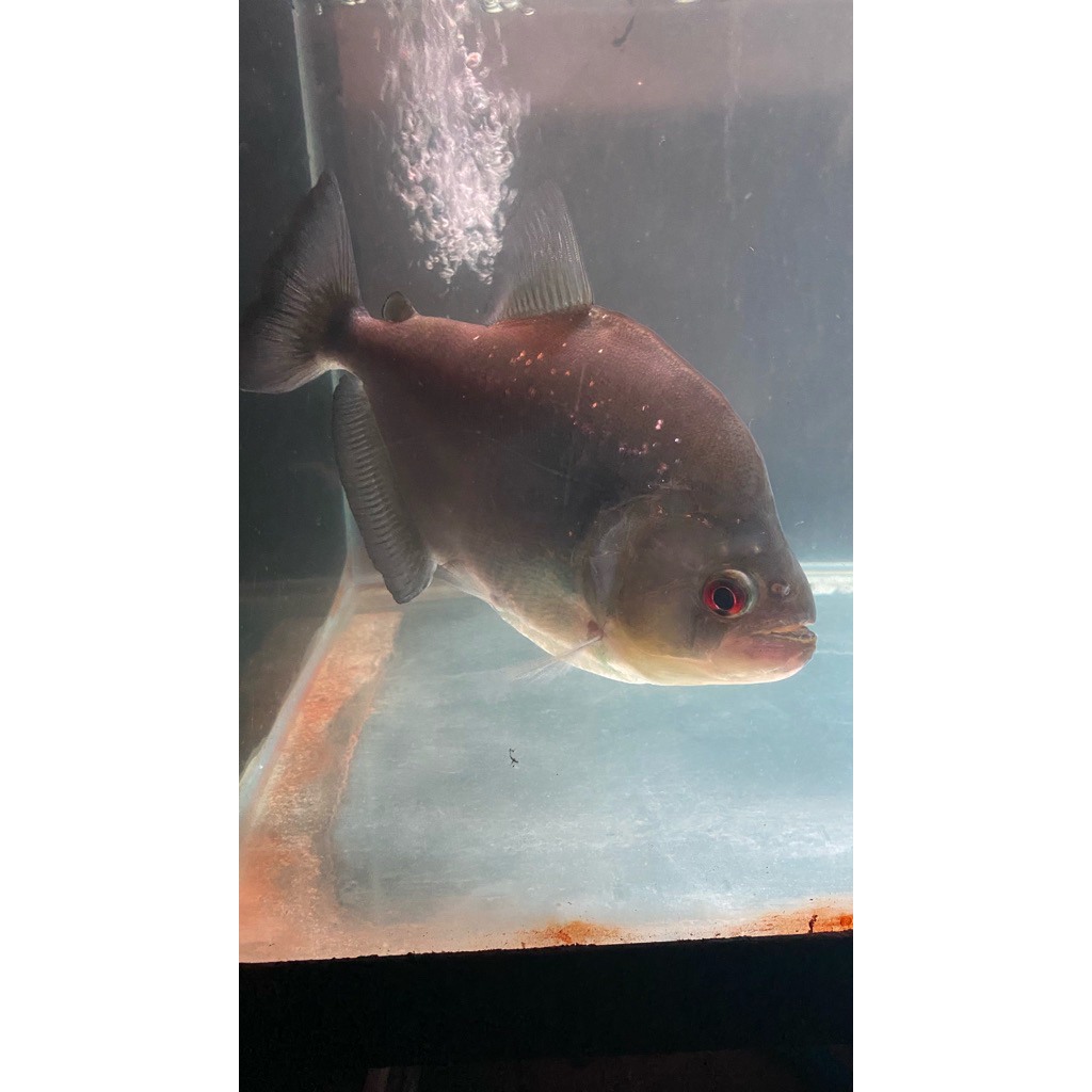 Serrasalmus rhombeus besar