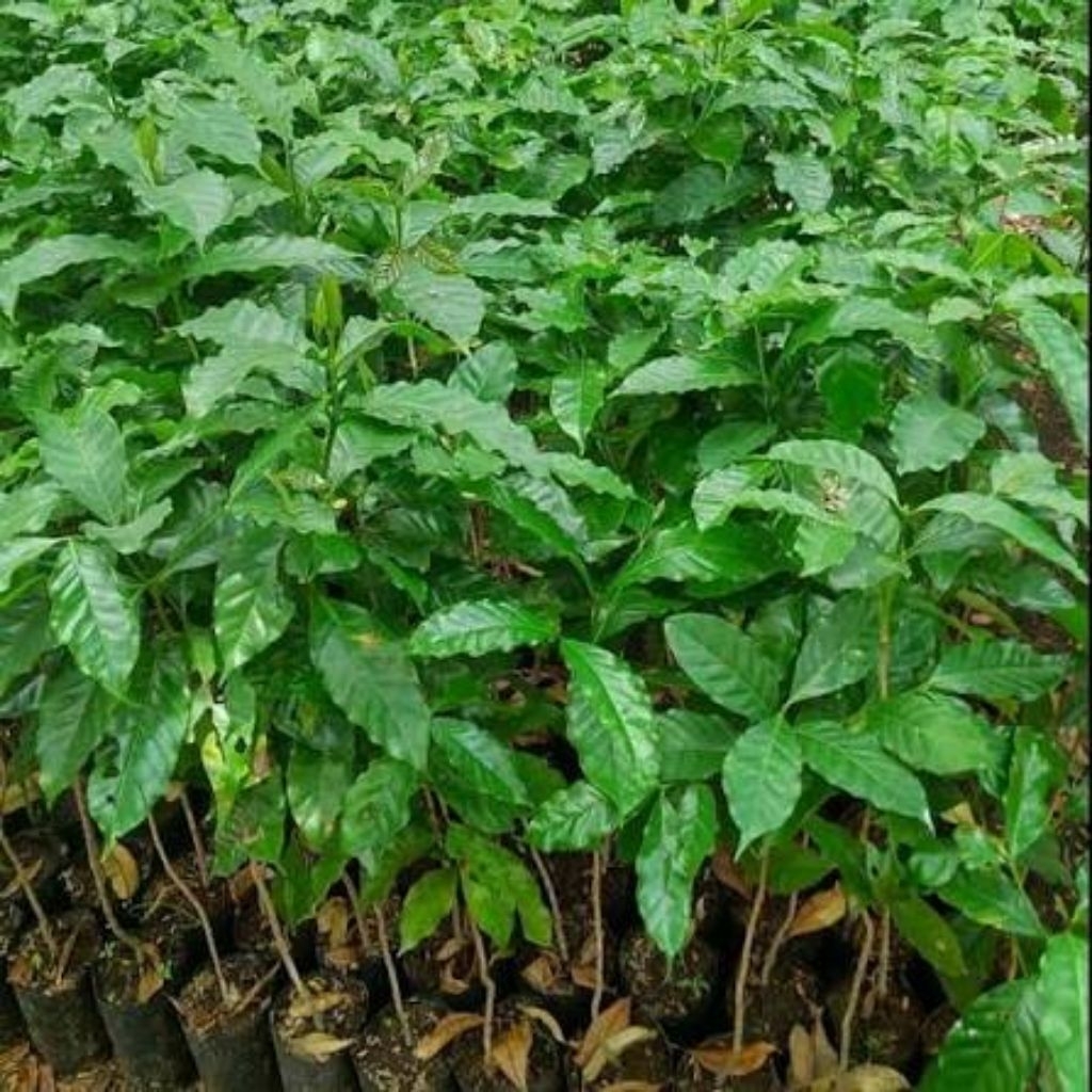 Bibit kopi Arabika Ateng unggul siap tanam