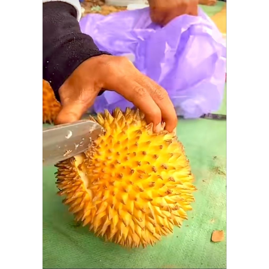 Bibit Durian Lay/Buah Lai//Pampakin/papakin khas asli Endemik kalimantan indukan berbuah lebat dan m