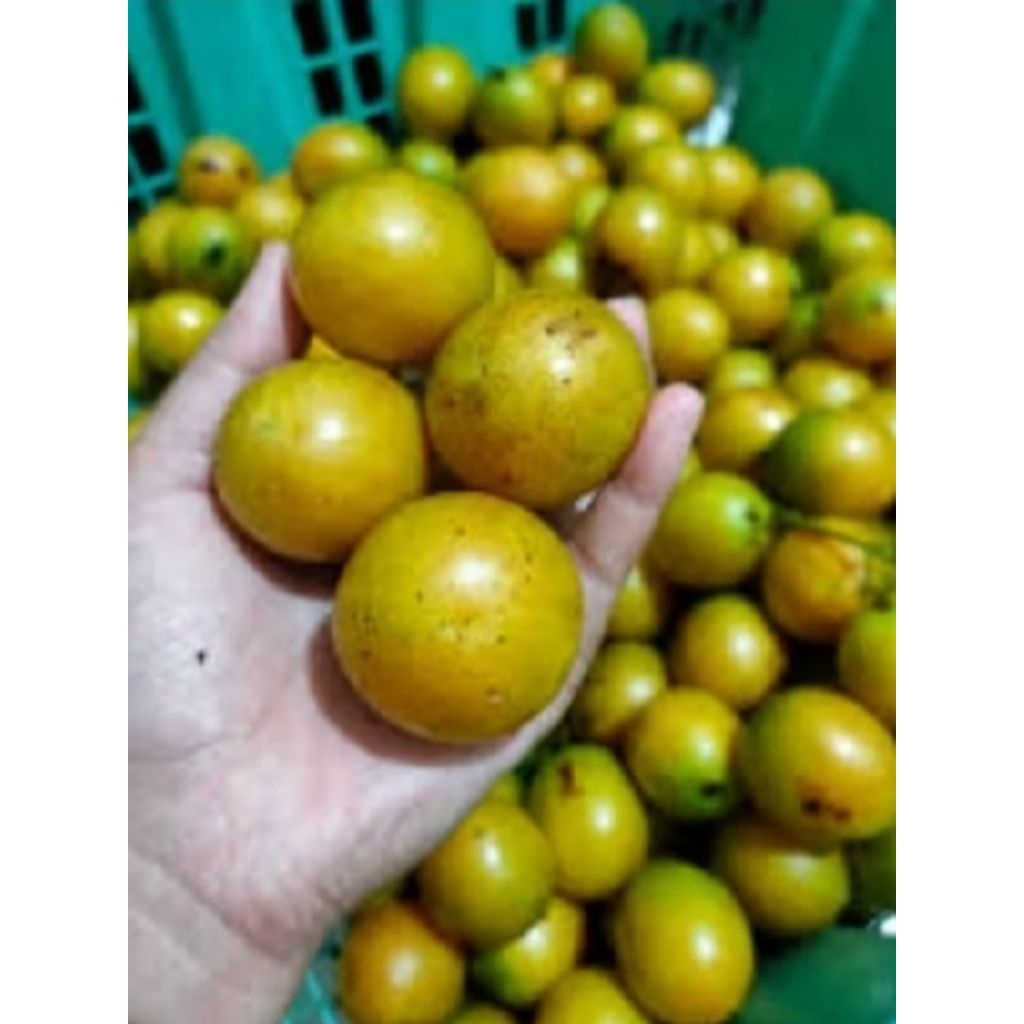 Bibit Buah Ramania Varietas Unggulan khas kalimantan