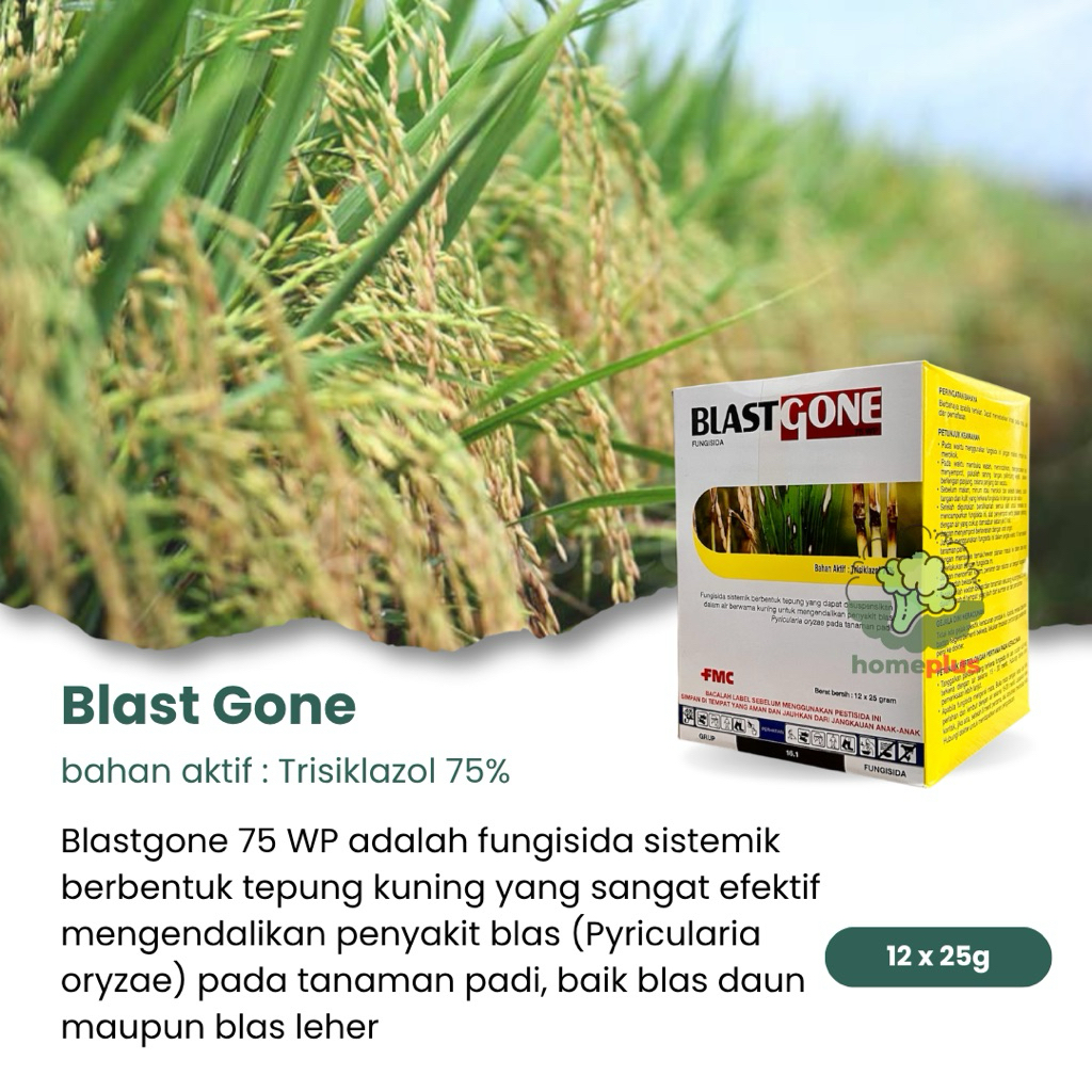 (12pcs) Blast Gone 75WP Fungisida Sistemik Mengendalikan Blast Leher, Blast Daun
