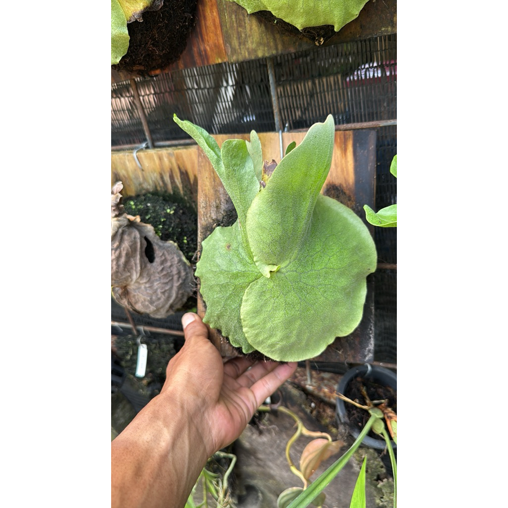 platycerium grande atau tanduk rusa grande atau simbar menjangan gr