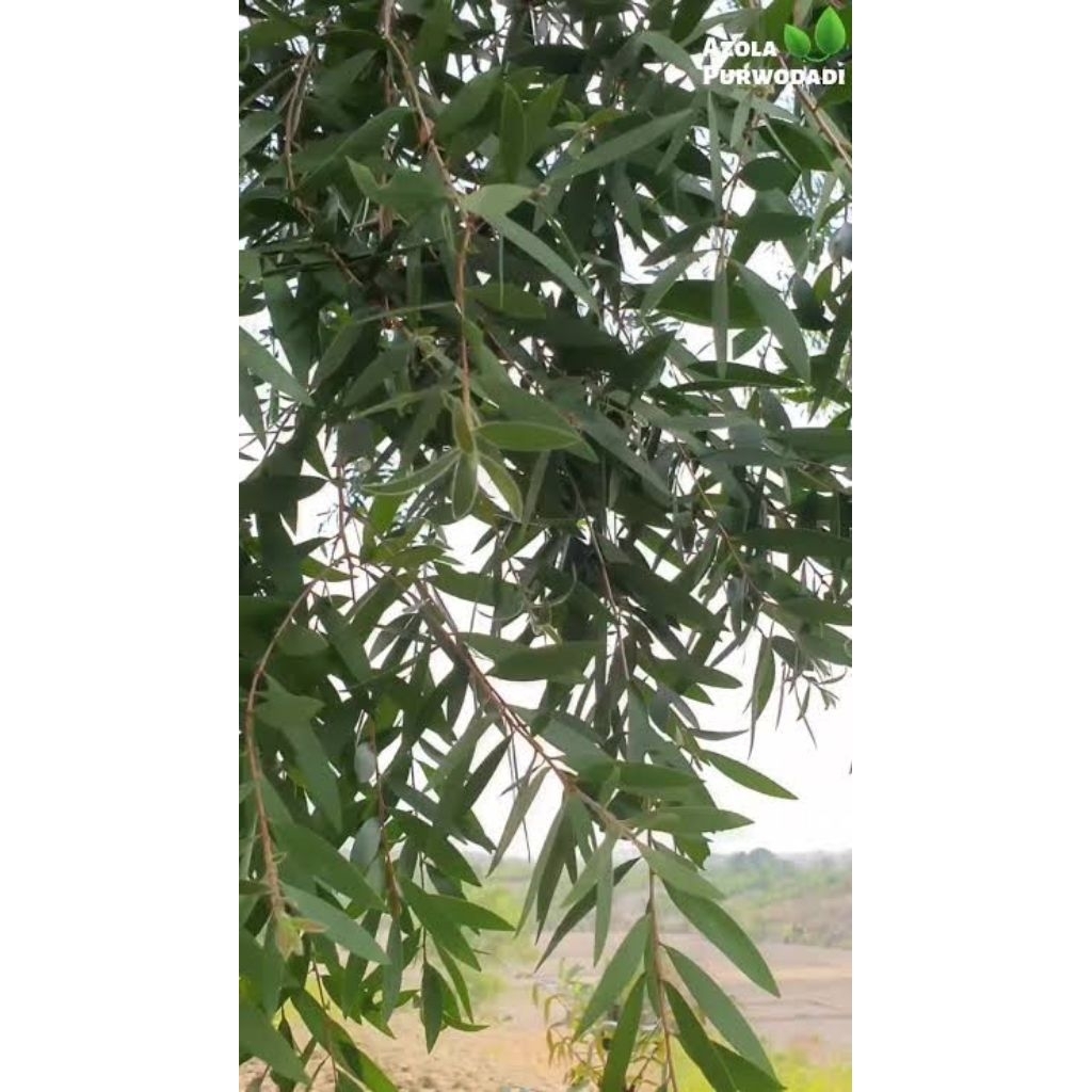 Daun Minyak kayu putih segar 250gram