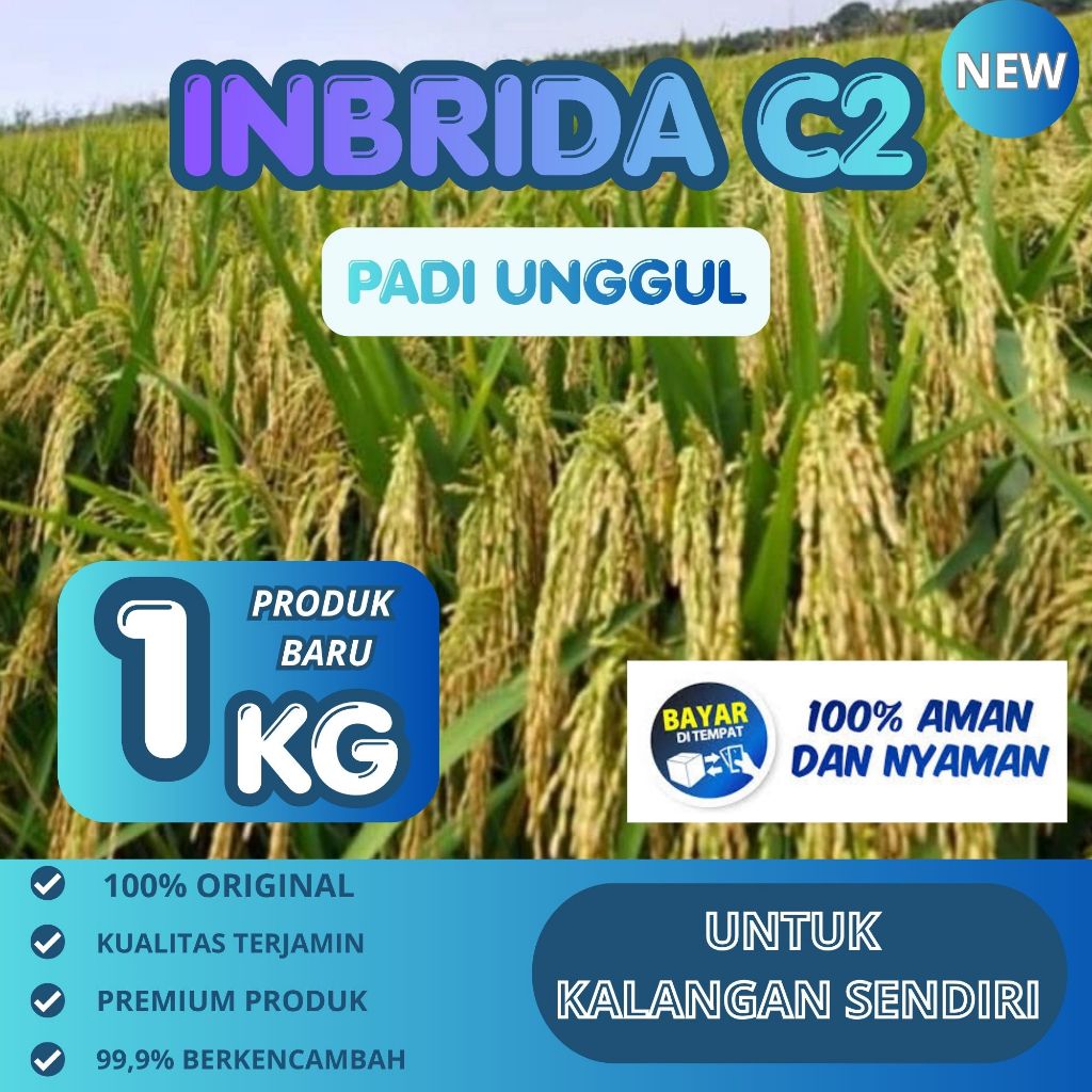 Benih padi inbrida C2 premium 1kg original